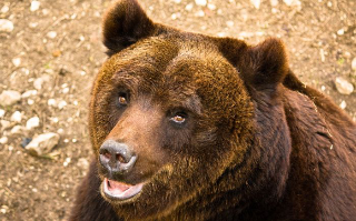 L’orso colpisce ancora a Trasacco. A Lecce nei Marsi nasce l’Isola Ecologica