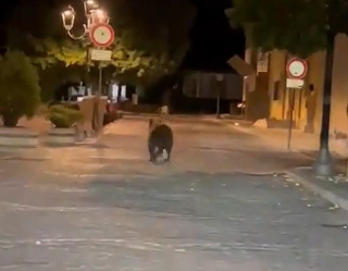 Lecce nei Marsi, catturata Petra: radiocollare e nuove misure per limitarne la presenza in paese